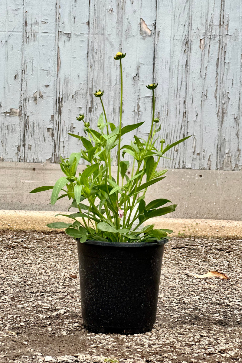 'Jethro Tull' thread leaf budding and about to bloom the beginning of May in a #1 growers pot in front of a wood wall. 