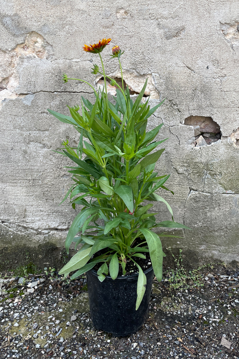 Coreopsis 'Uptick Red' in bud and bloom the beginning of June in a #1 growers pot shown from the side. 