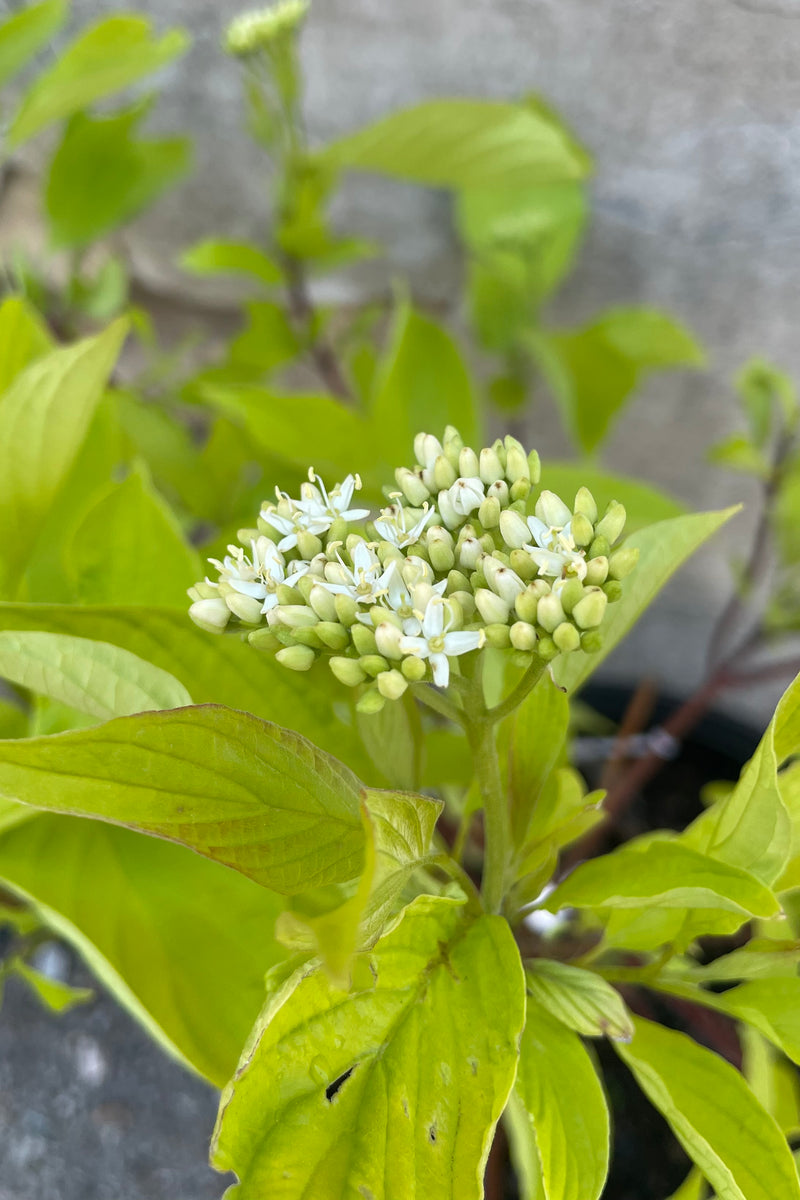 Close of picture of the white bud and blooms of the Cornus 'Prairiefire' shrub mid May