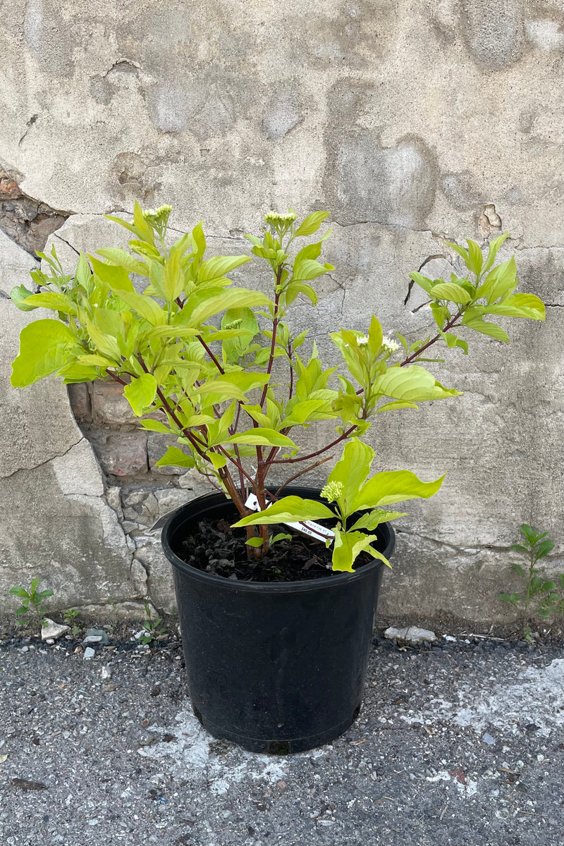 Cornus 'Prairiefire' in a #3 growers pot middle of May starting it bud and bloom cycle on top of red branches and bright green ovate leaves.