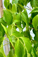 Detail of the green leaves of the Cornus Sousa tree mid May