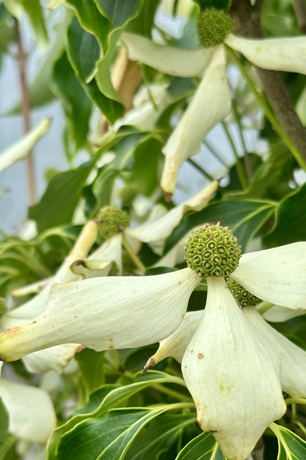 The mature white flowers of the Cornus 'Greensleeves' in bloom the begging of June