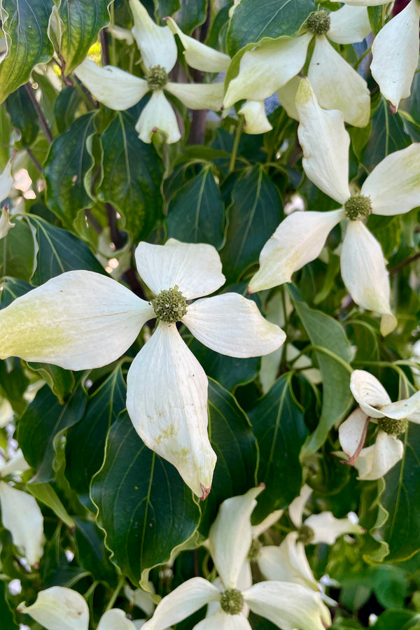 The white open flower at full peak of the Cornus Sousa 'Greensleeves' the end of May and Sprout Home 