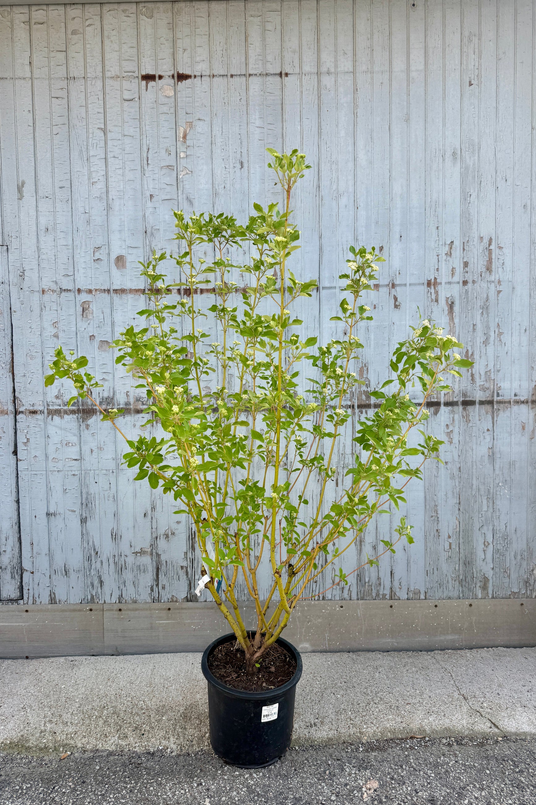 Cornus sericea 'Cardinal' plant in a #5 growers pot the end of April, with new leaves and white flowers in front of a textured wall ©Sprout Home