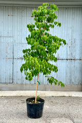 Cornus Sousa tree in a #7 growers pot mid may with green leaves standing in front of a wood wall at Sprout Home