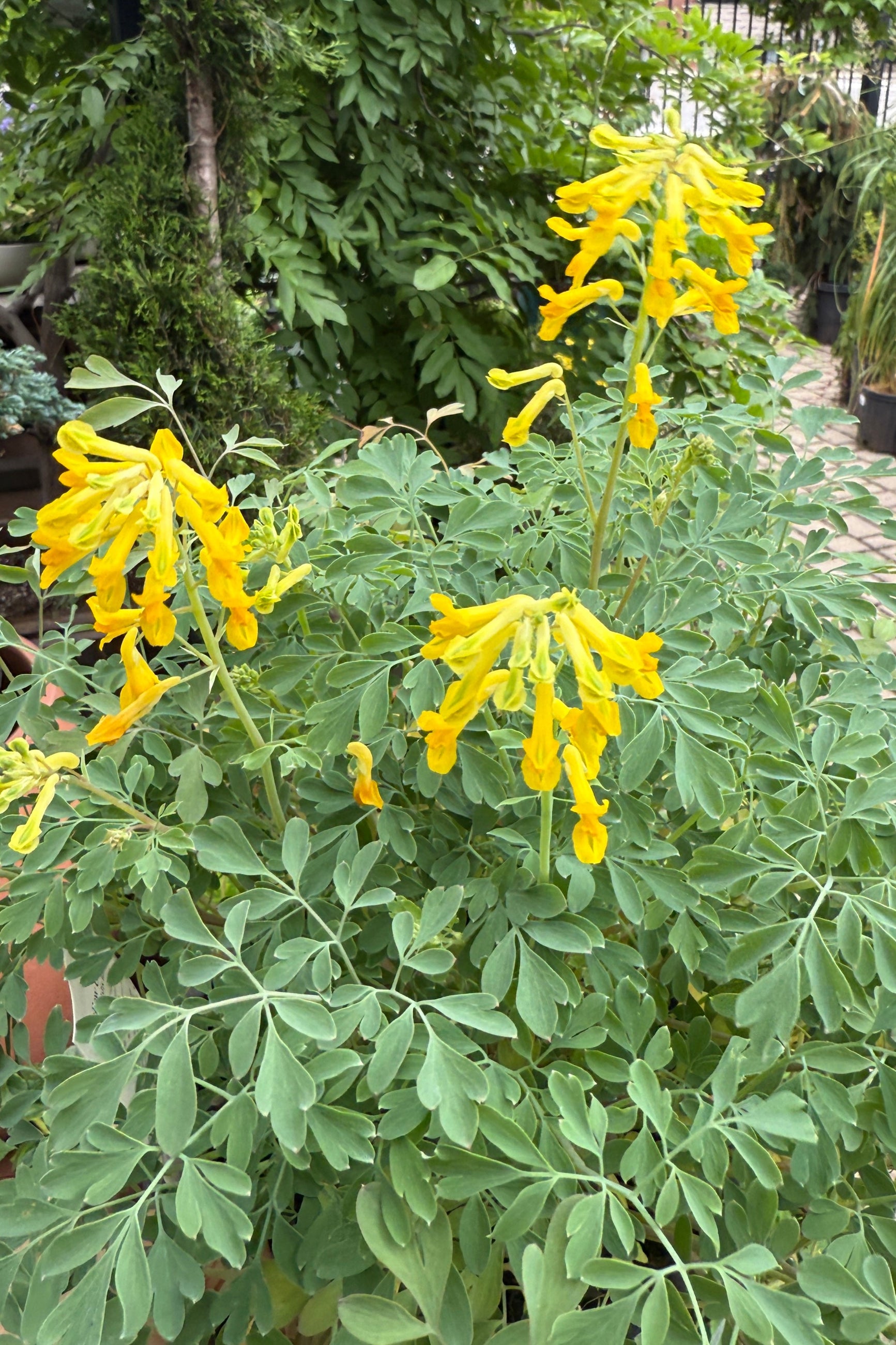 Corydalis lutea in bloom mid June showing the flowers up close ©Sprout Home