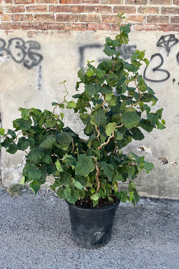 Image of Corylus avellana 'Contorta', or "Harry Lauder's Walkingstick' showing its contorted twisted growth and full green foliage at sprout home in late August