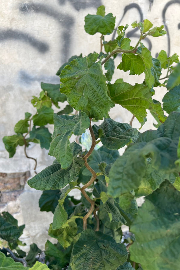 detail of Corylus avellana 'Contorta', or "Harry Lauder's Walkingstick' showing contorted twisted growth at sprout home in late August