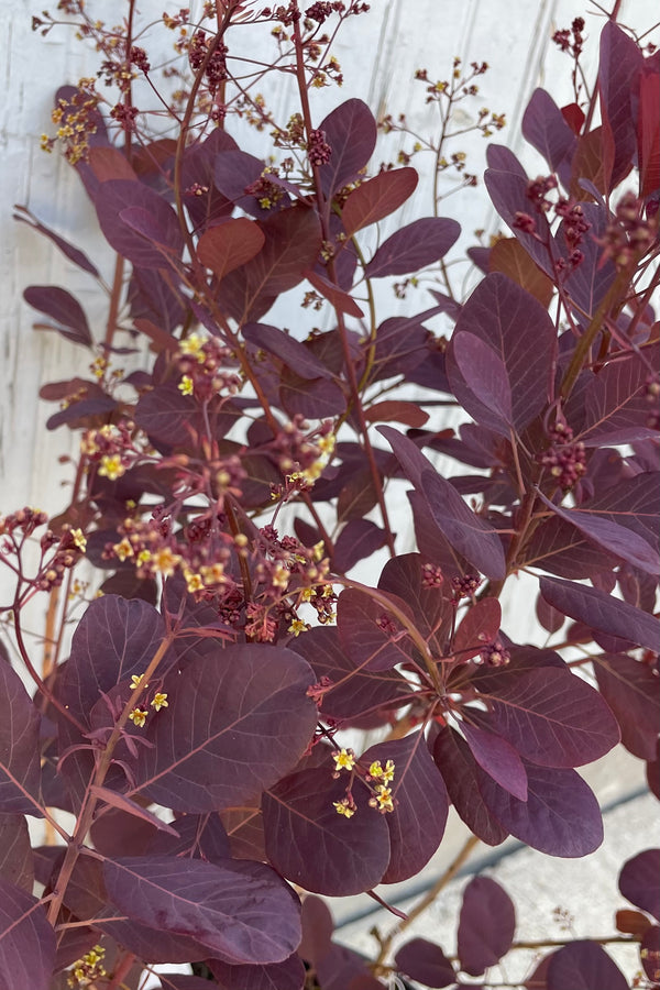 Cotinus 'Winecraft Black' in bud and bloom mid May up close with its ovate burgundy leaves.