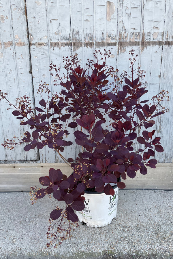 Cotinus 'Winecraft Black' in a #3 growers pot in the middle of bloom the end of May and showing off its dark purple leaves. 