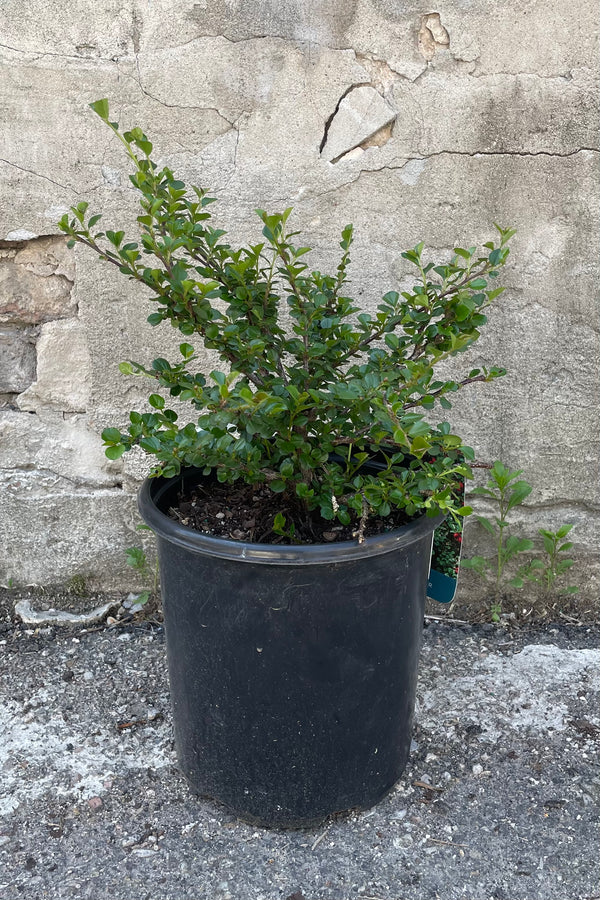 Cotoneaster apiculatus mid May in a #2 growers pot showing the sculptural branches and round green leaves against a concrete wall. 