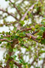 Detail of the glossy green leaves and brown bark the end of April