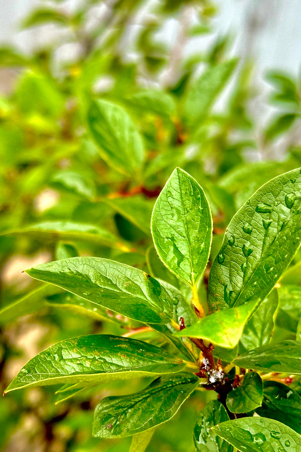 Cotoneaster hedge up close the middle / end of June with its glossy ovate green leaves 