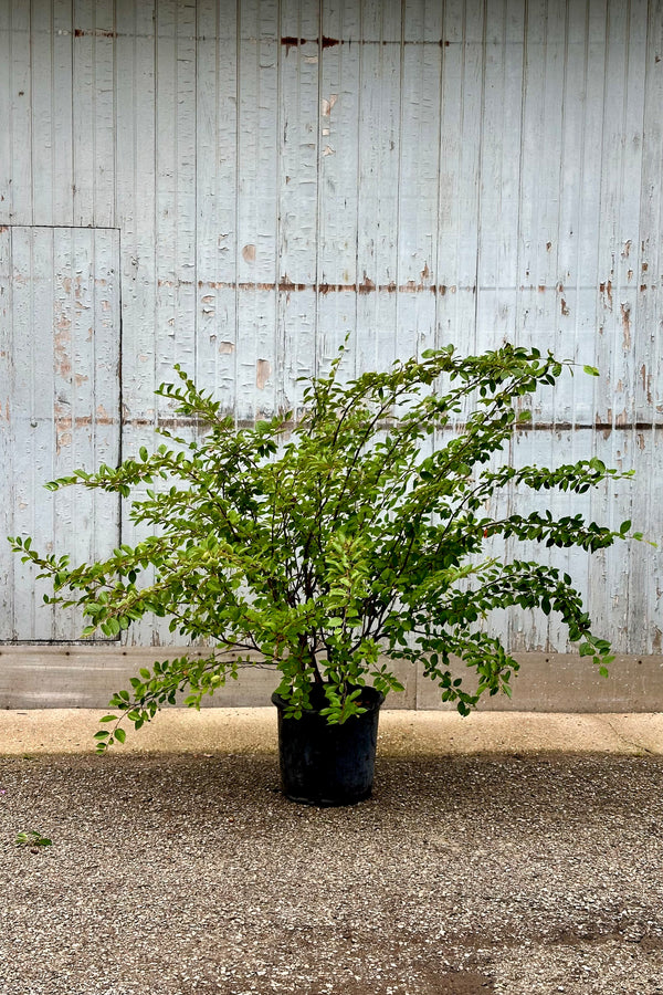 Cotoneaster hedge in a #5 growers pot with an abundance of green leaves mid to late June in front of a wood wall. 