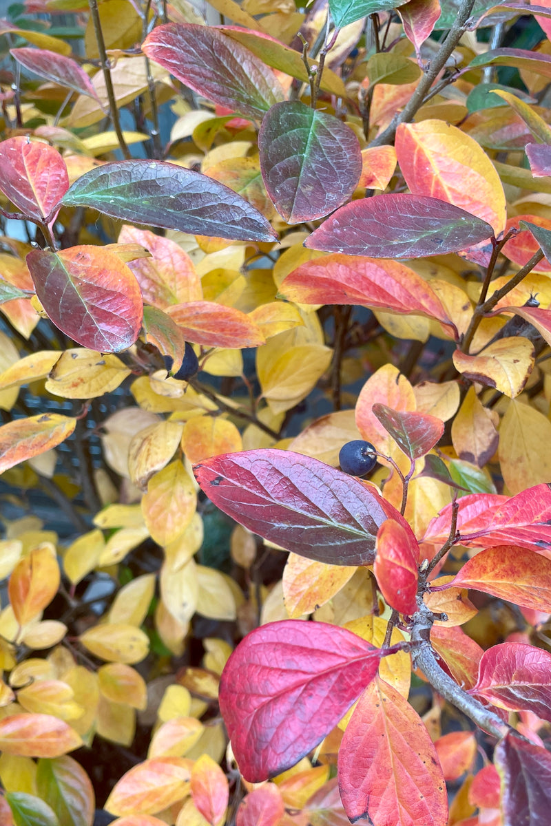 The fall leaves of the Cotoneaster l. hedge ranging from yellow to auburn red with black fruit the middle of October. 