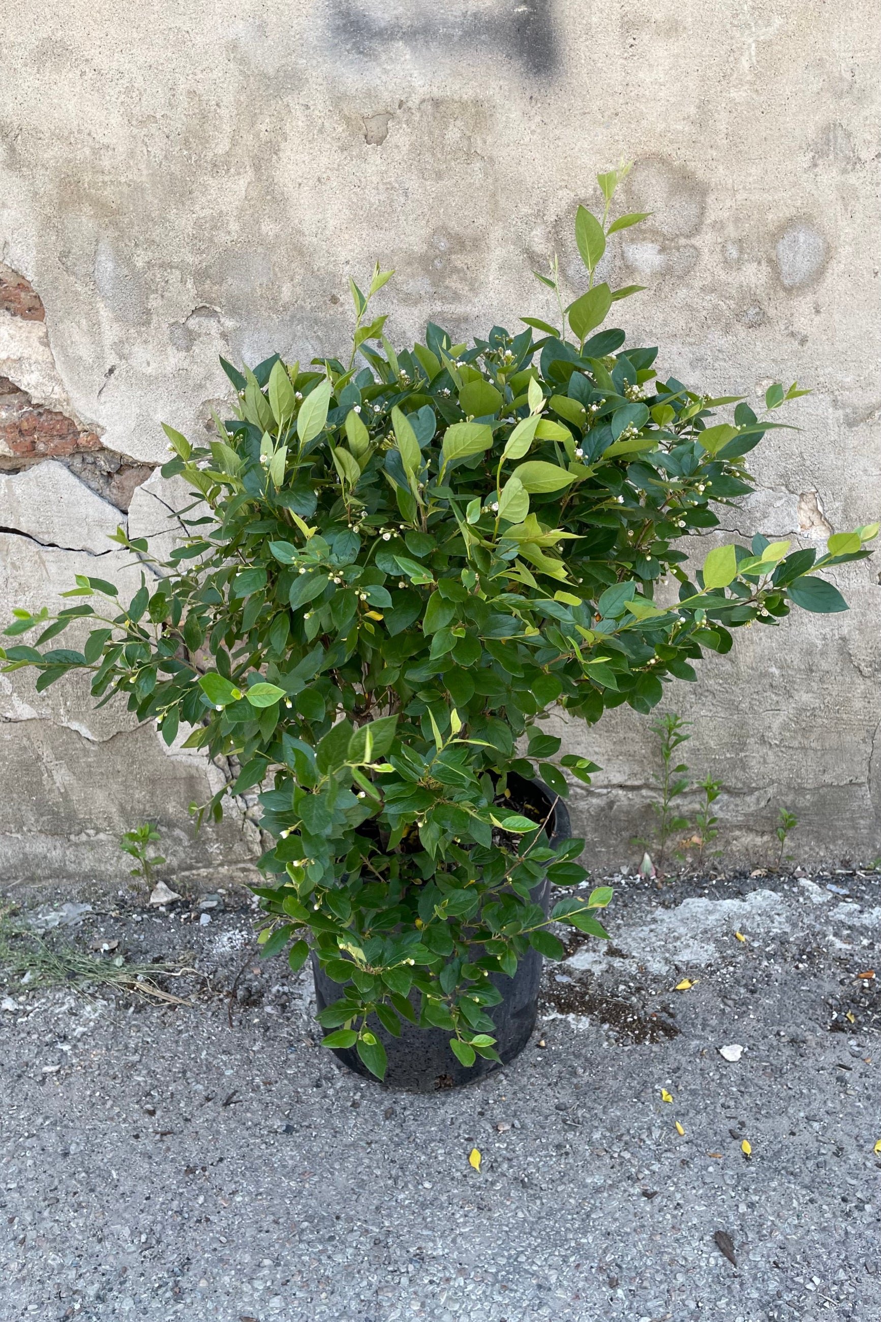 Cotoneaster hedge shrub in a #5 growers pot the end of May in bud and bloom.  ©Sprout Home