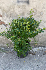 Cotoneaster hedge shrub in a #5 growers pot the end of May in bud and bloom. 