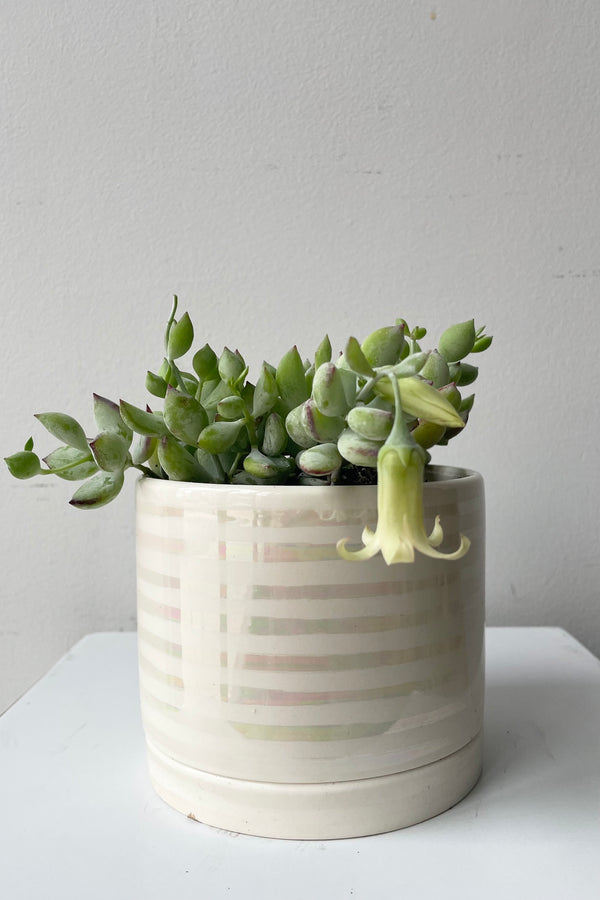 Tinker Bell = Unicorn planter potted with a Cotyledon pendens