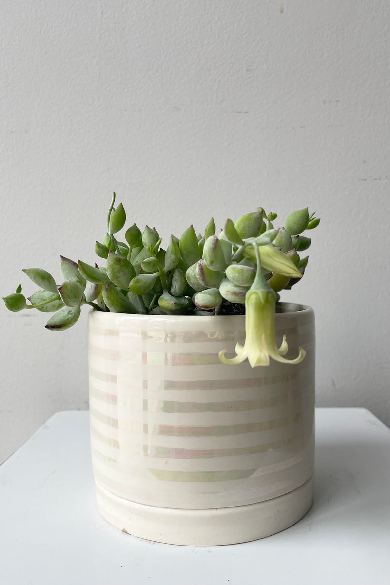 Tinker Bell = Unicorn planter potted with a Cotyledon pendens