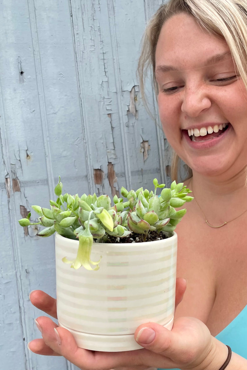 A Cotyledon pendens potted in a Unicorn planter being held by Sprout Home staff member Randi