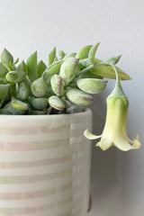 Detail picture of the bloom of the Cotyledon pendens flower.