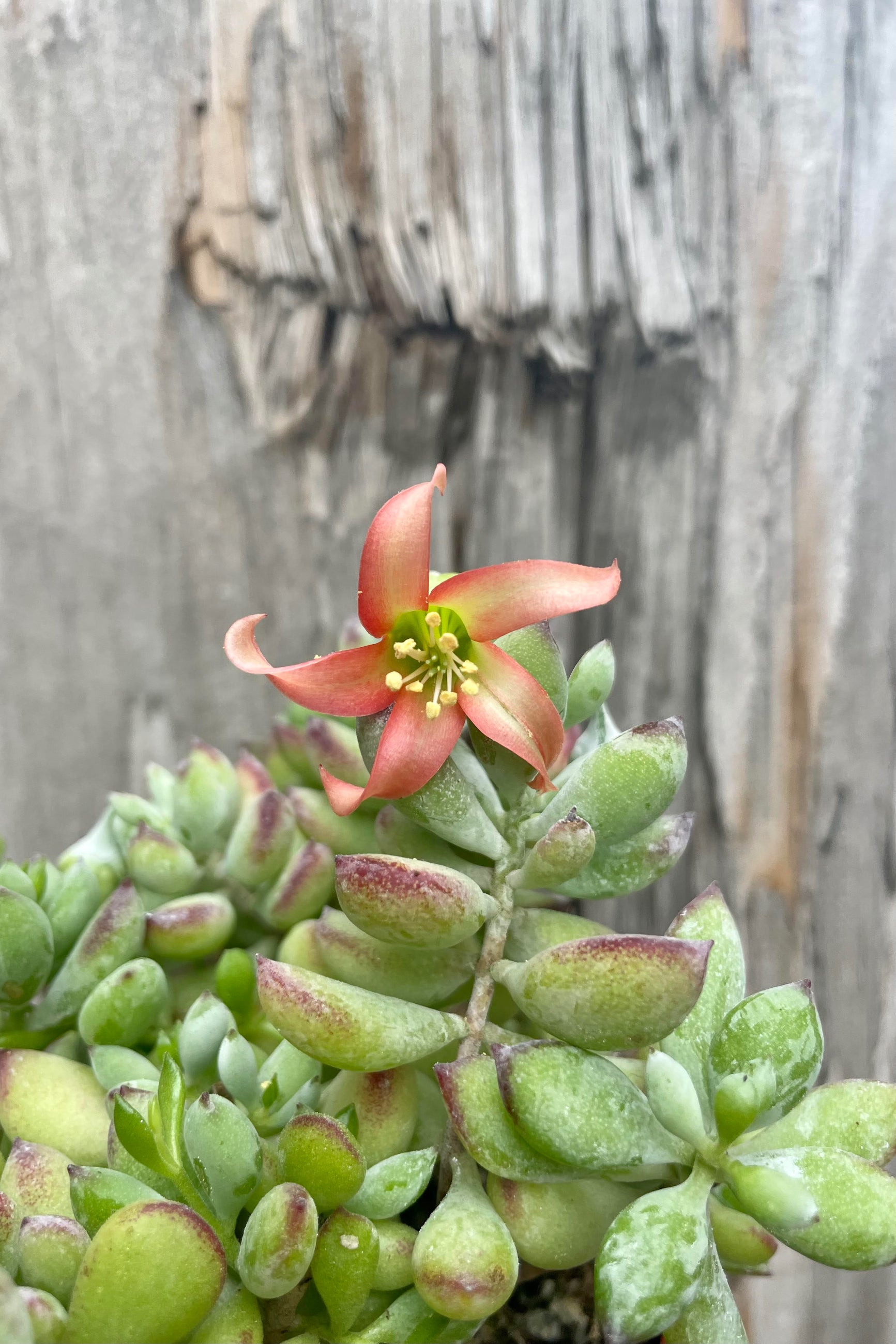 A detailed view of Cotyledon pendens flower and leaves ©Sprout Home