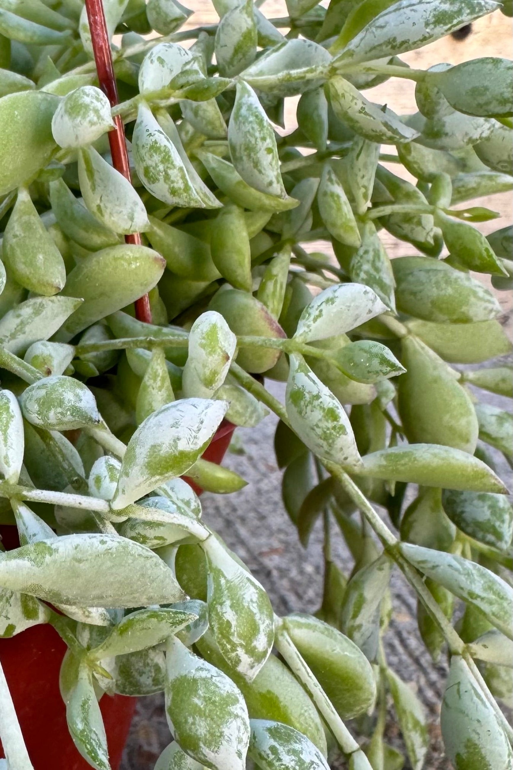 Detail of succulent plant with silvery green beads that trail over a hanging planter against a grey wall.  ©Sprout Home