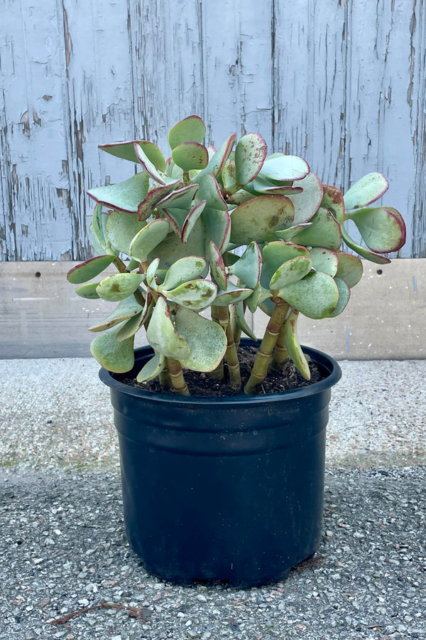 Photo of a Silver Dollar Jade plant in a black pot (Crassula arborescens). The pot is on a concrete surface displayed in front of a gray wall. The thick stems support thick, fleshy leaves which are silver-blue with a red tip.