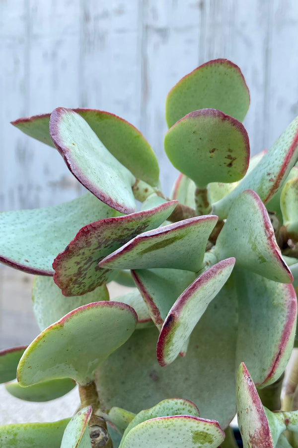 Close photo of the leaves of the Silver Dollar Jade (Crassula arborescens) showing their blue color with a red tip. The leaves are shown in front of a gray wall.