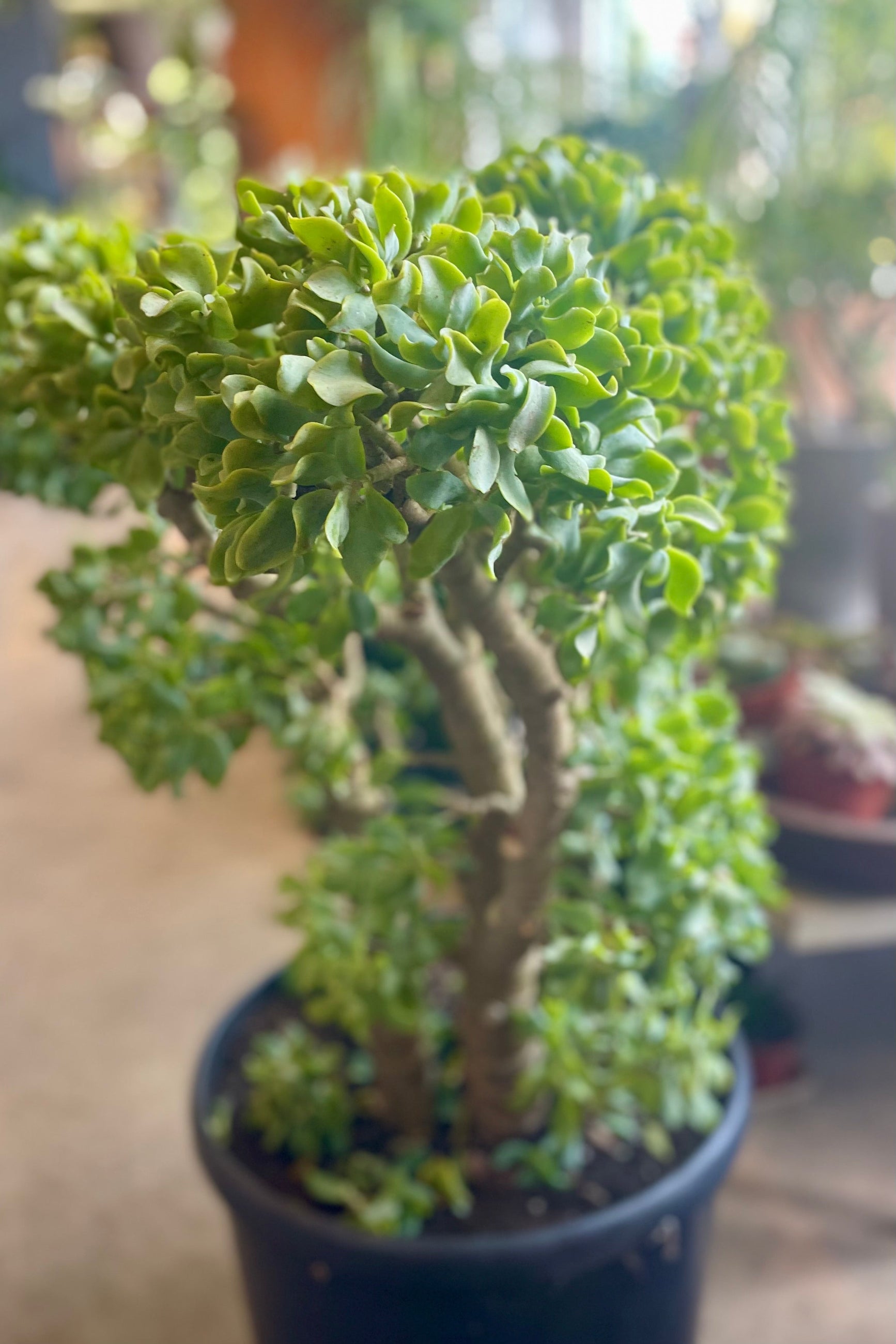 A potted wavy leaf jade tree ©Sprout Home