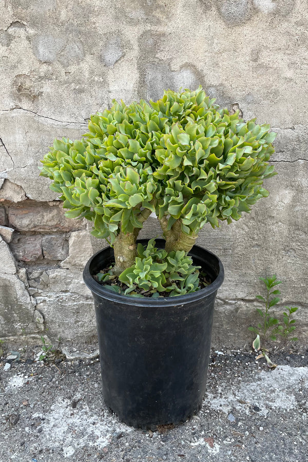 A full view of Crassula arborescens undulatifolia #5 stump/character in gallon pot against concrete backdrop