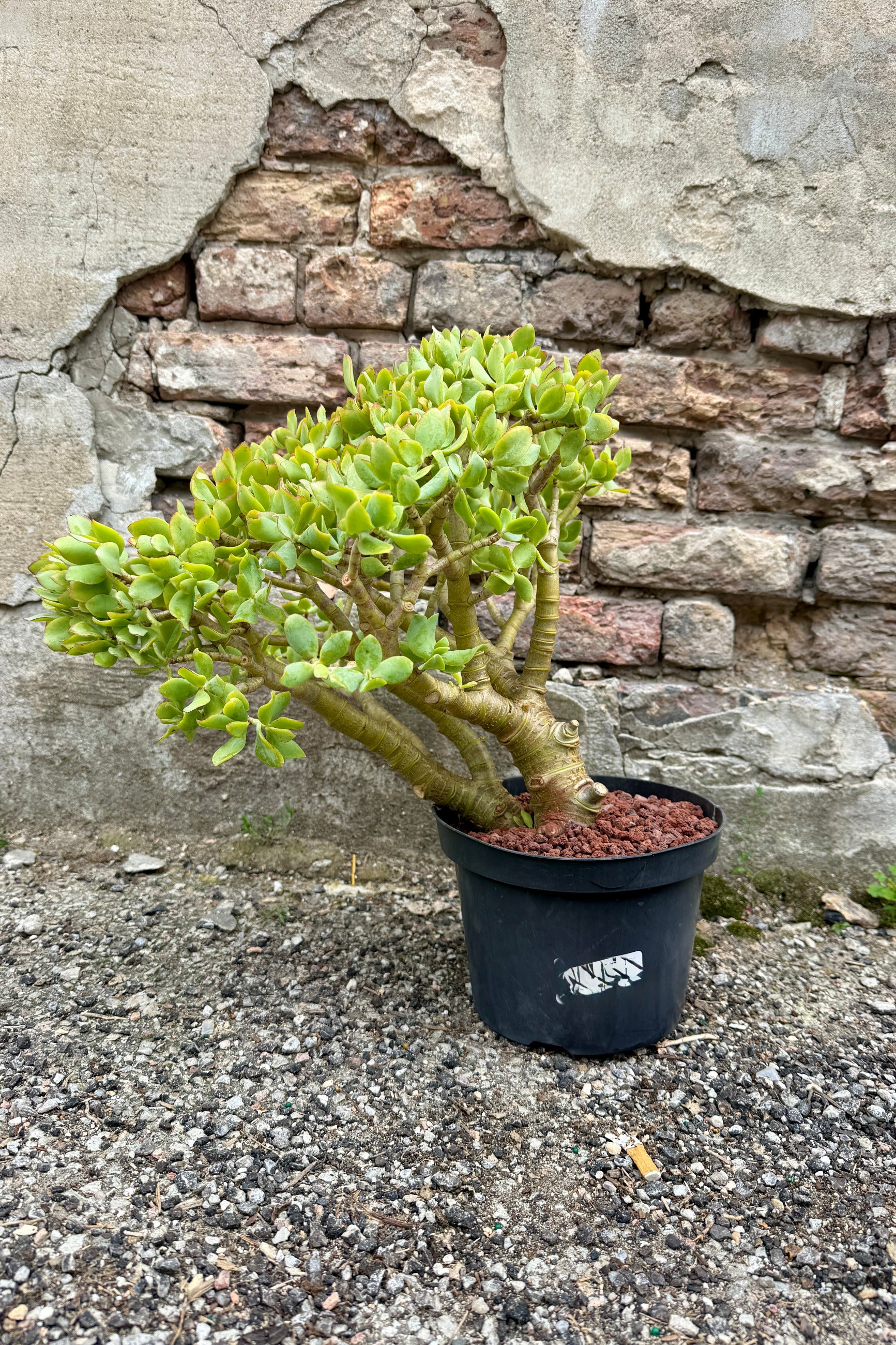 Crassula arborescens undulatifolia 8" stump with an interesting lean ©Sprout Home