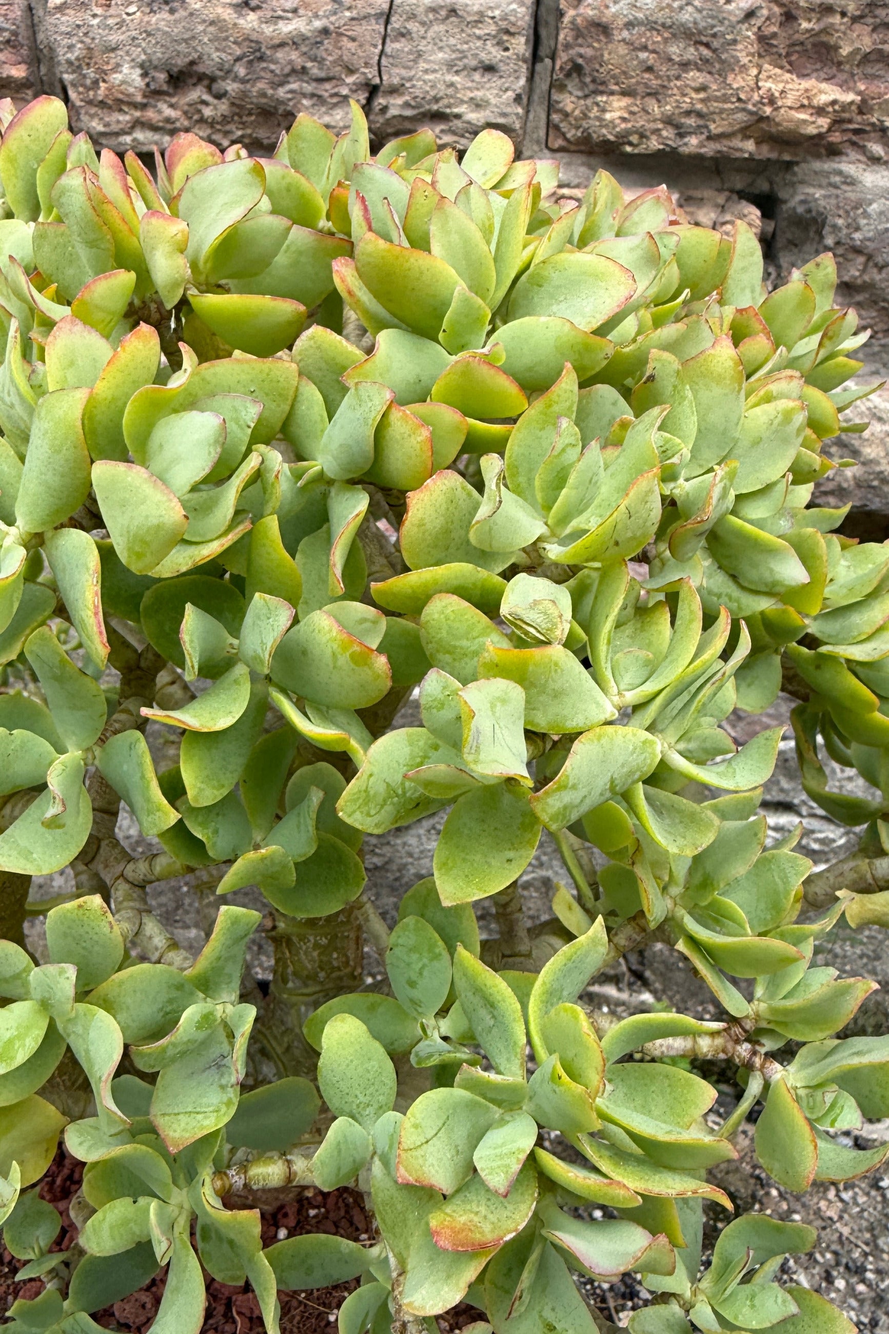 Crassula arborescens undulatifolia plant against a stone wall showing the leaves up close ©Sprout Home