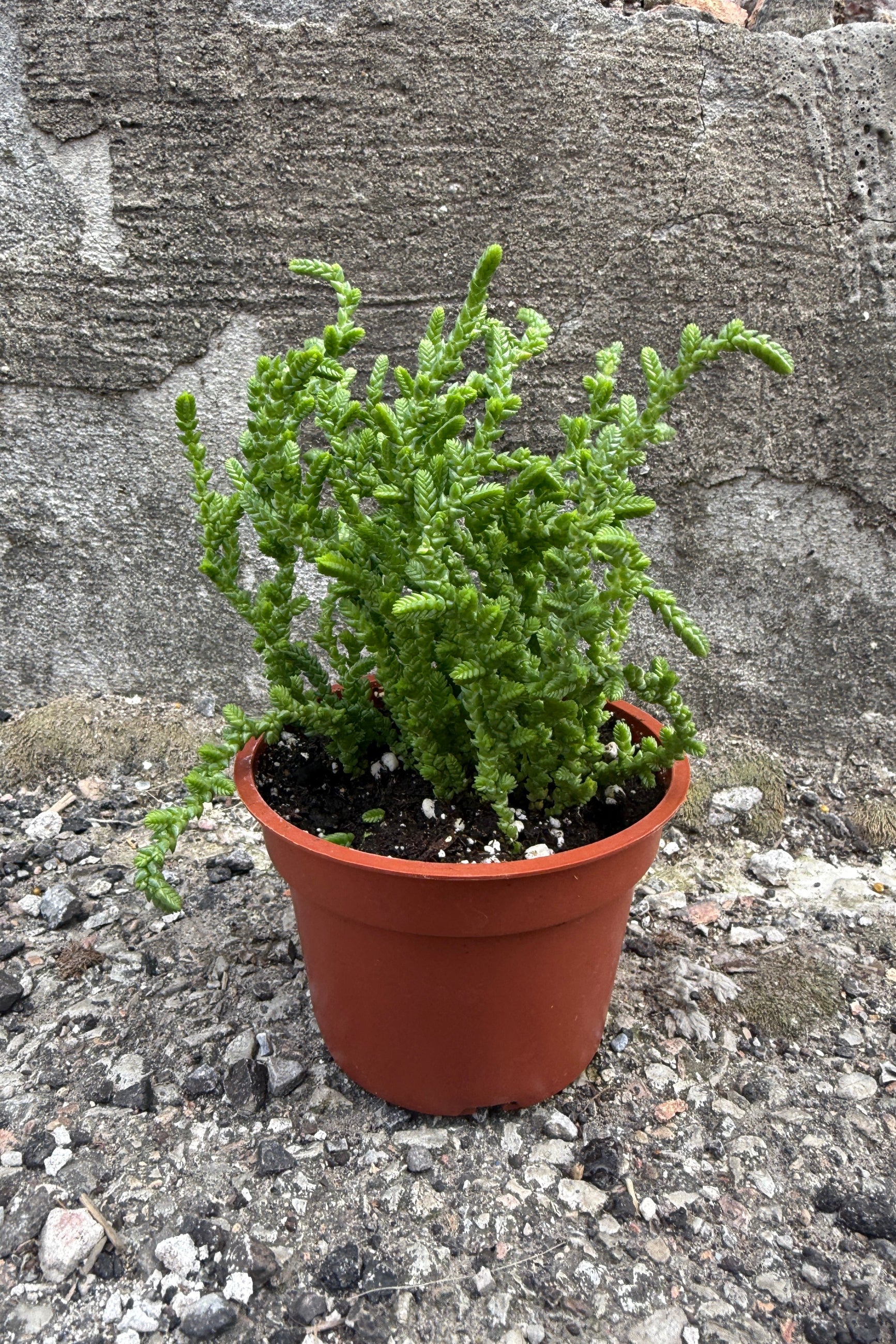 Crassula lycopodiodes in a 3.5" growers pot on a stone surface with a concrete wall background ©Sprout Home
