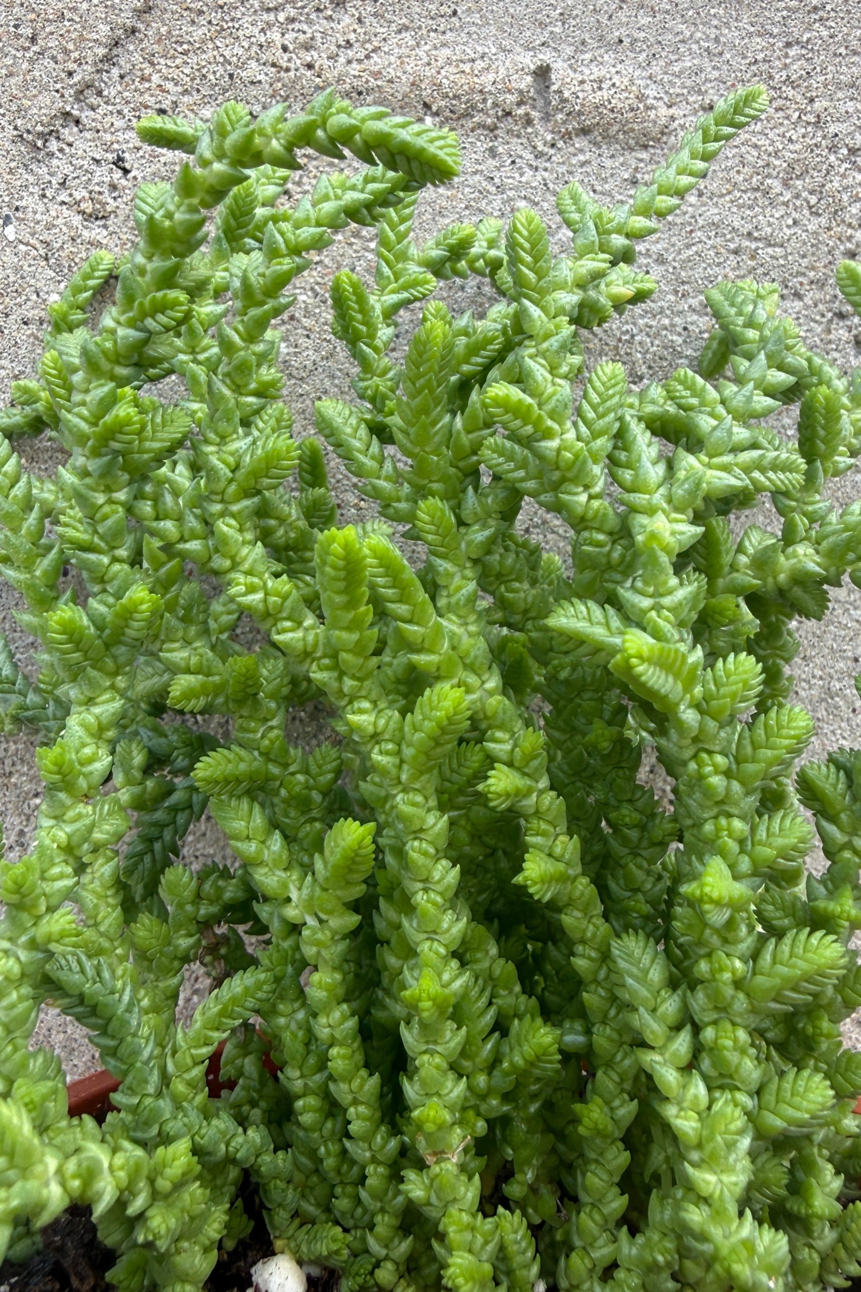 Crassula lycopodiodes detail of the plants limbs ©Sprout Home