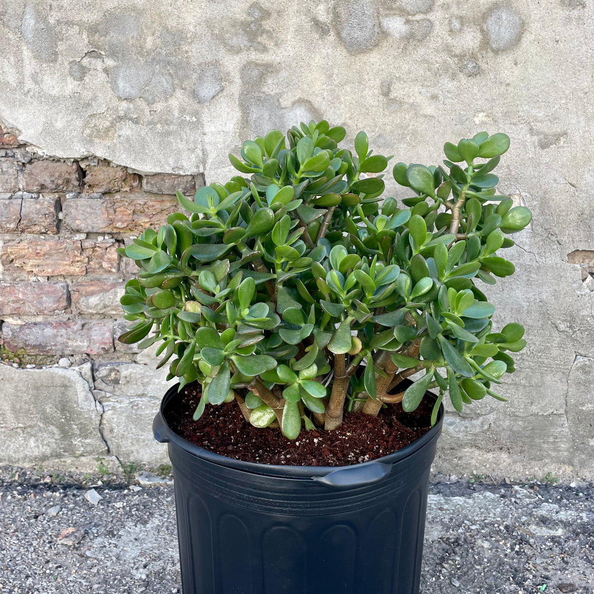 jade asst plant Crassula ovata "Jade" 14" at SPROUT HOME