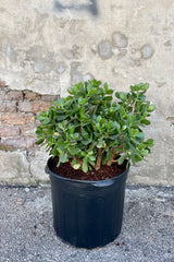 Photo of Crassula ovata Jade plant in a black pot against a cement wall.