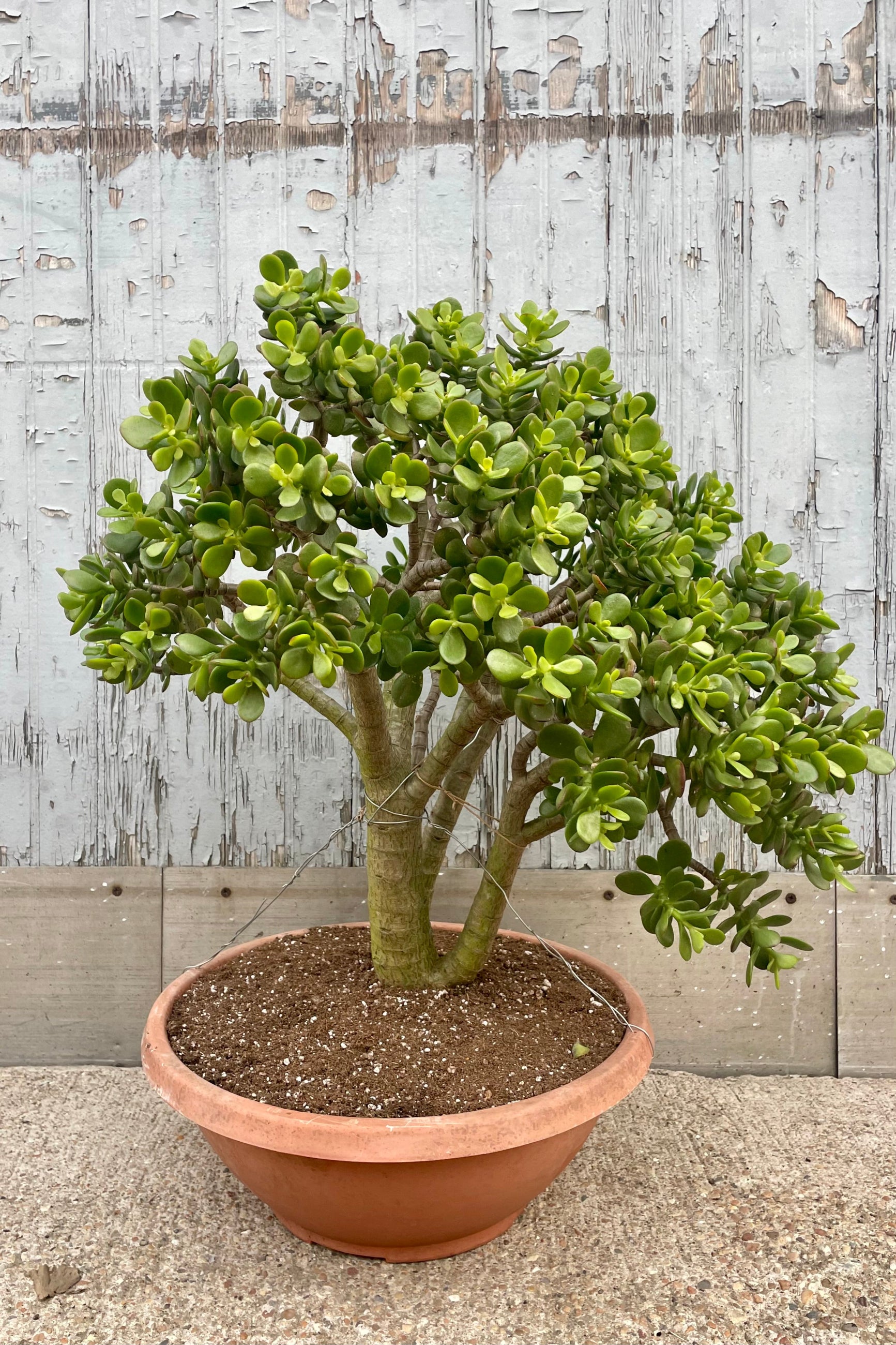 A jade tree planted in a low pot in front of a wooden wall ©Sprout Home