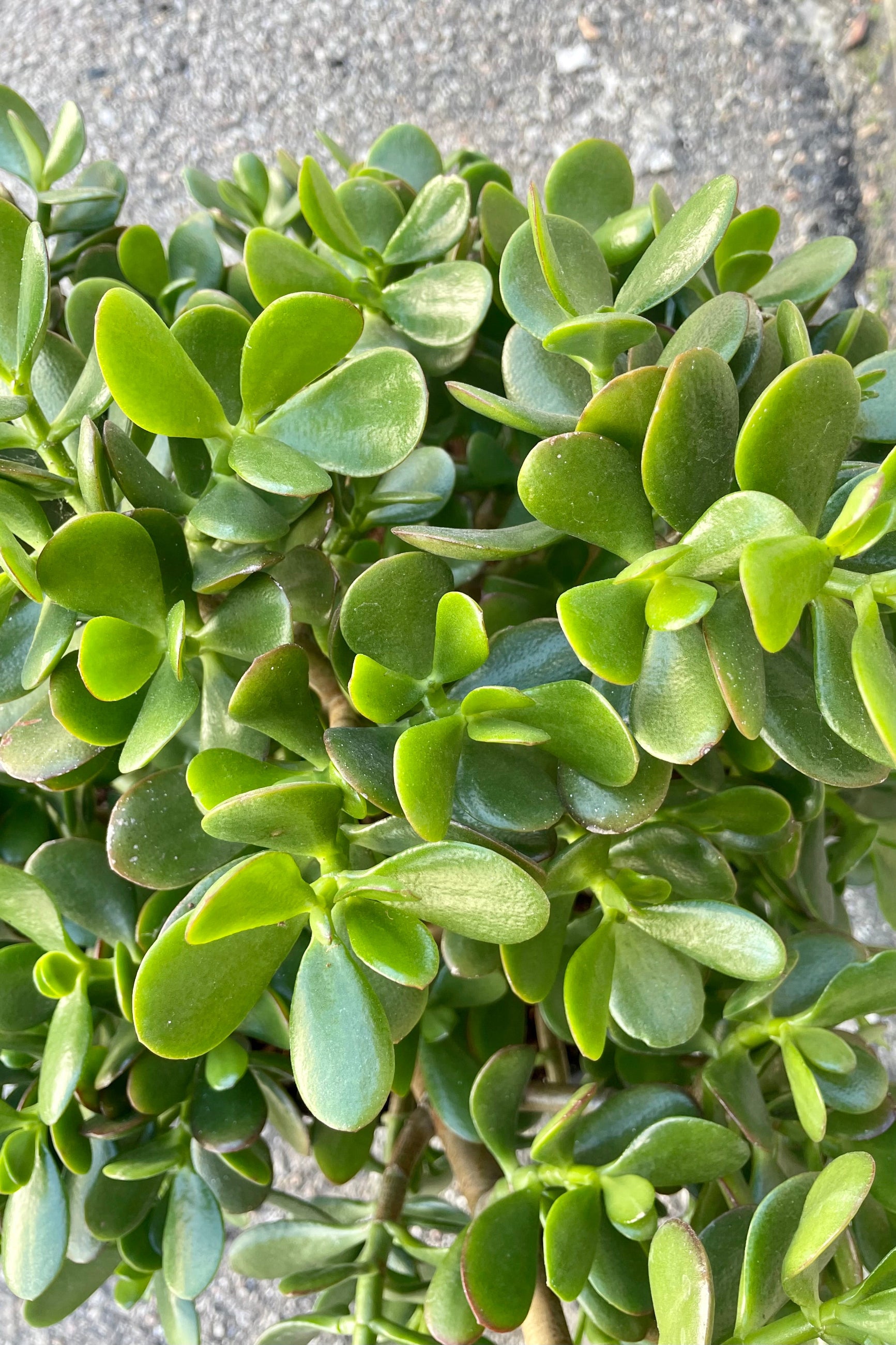 Close photo of round green leaves of Crassula ovata Jade plant. ©Sprout Home