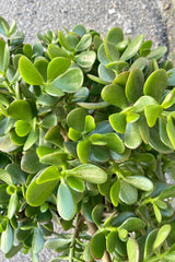 Close photo of round green leaves of Crassula ovata Jade plant.