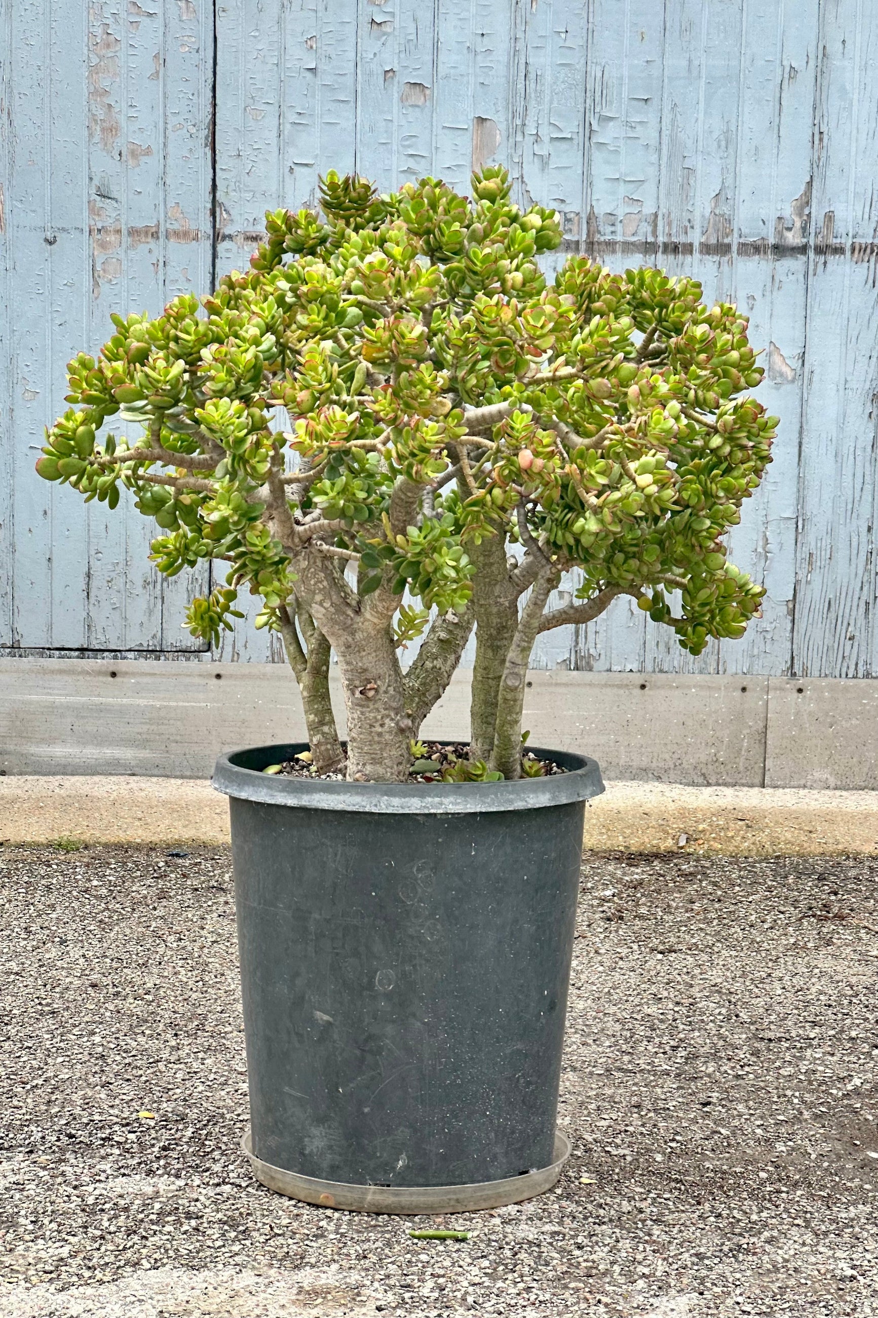 Crassula ovata "Jade" om a 15g growers pot standing huge in front of a wooden wall at Sprout Home.  ©Sprout Home