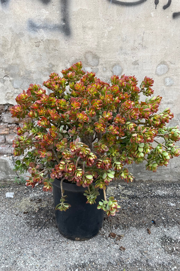 Crassula 'Crosby' in a 14" growers pot with some red tint from the sun. 