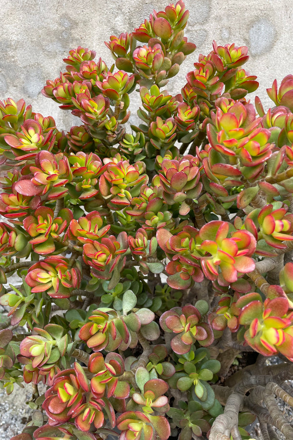 A detail picture of the thick round leaves of the Crassula 'Crosby' with some red tint from the sun