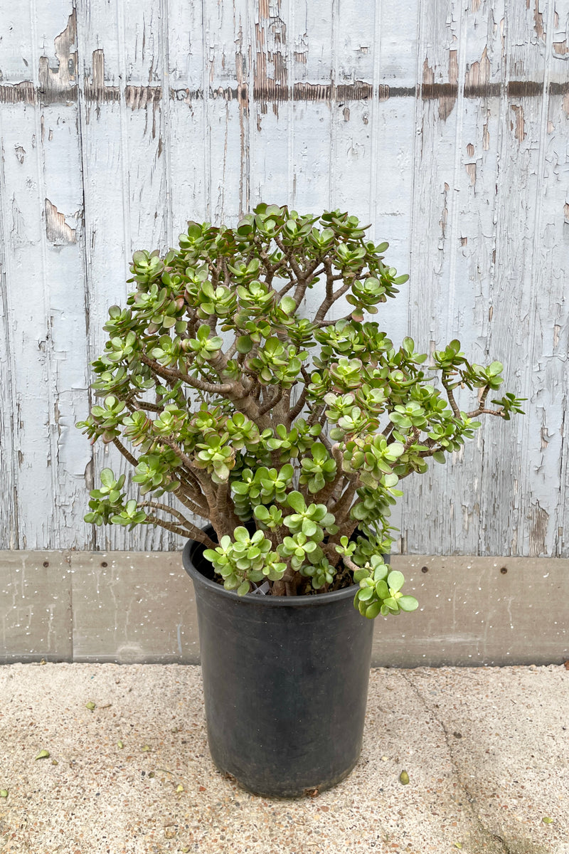 Crassula ovata 'Crosby' in a #5 growers pot against a gray wood wall at SPROUT HOME