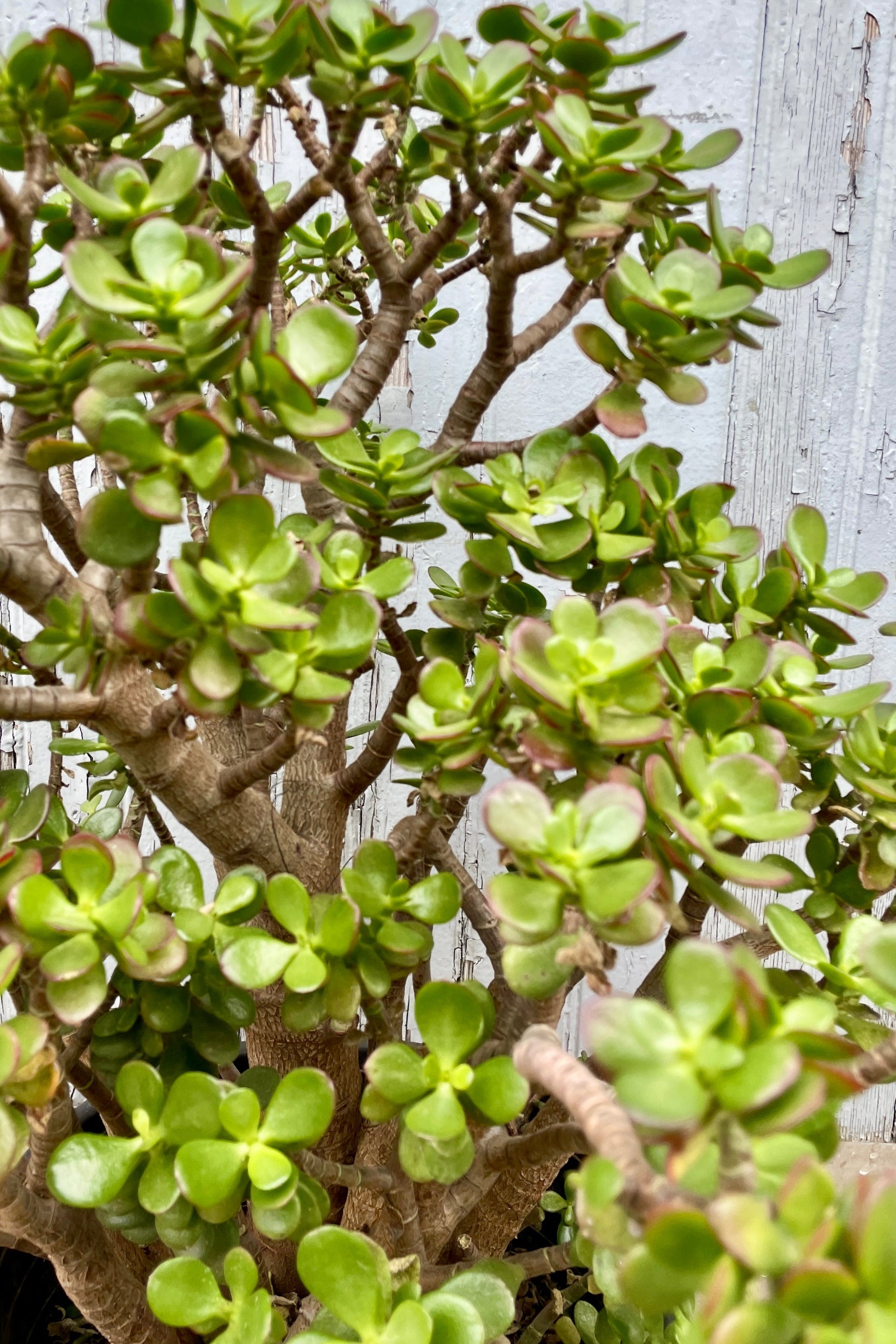 A detail of the thick round leaves of Crassula 'Crosby' at SPROUT HOME ©Sprout Home