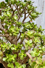 A detail of the thick round leaves of Crassula 'Crosby' at SPROUT HOME