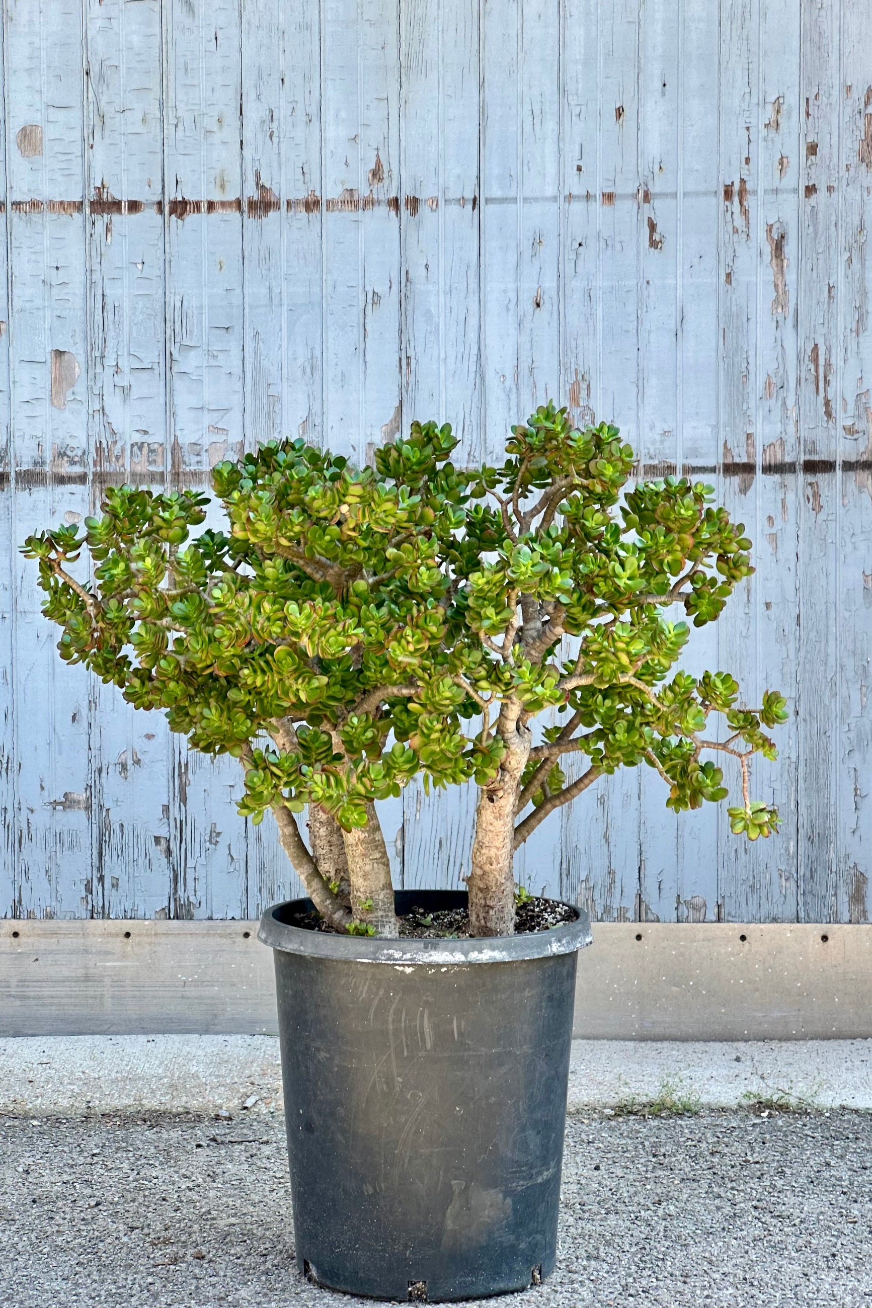 Crassula 'Gollum' in a #15 growers pot in bush form against a wood wall at Sprout Home.  ©Sprout Home