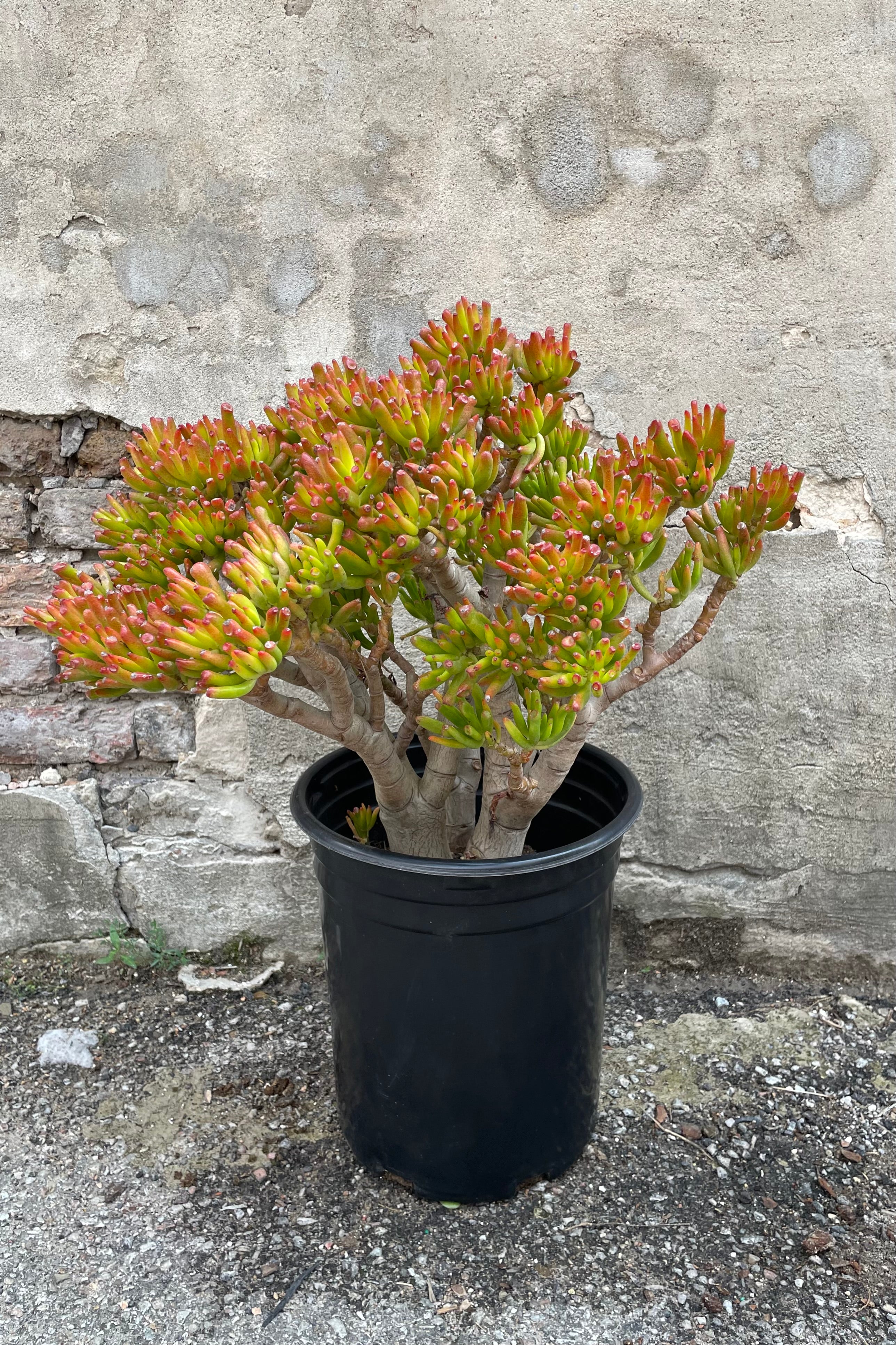 Crassula ovata 'Gollum' in a #5 pot in stump/ character form. 