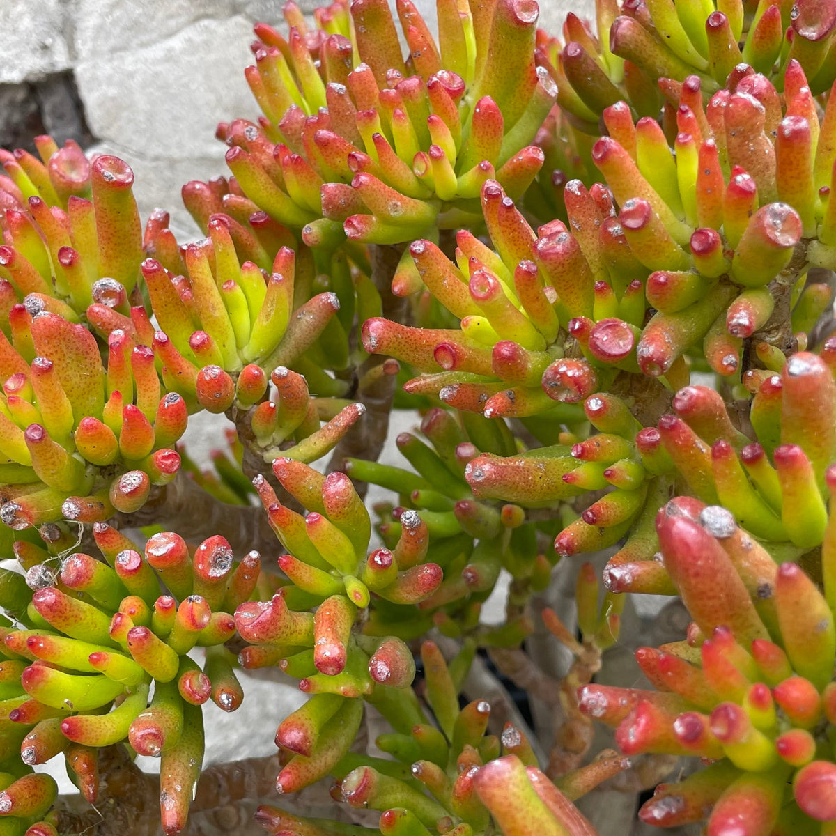 gollum jade plant flowers Crassula ovata 'Gollum' #5 stump/character at SPROUT HOME