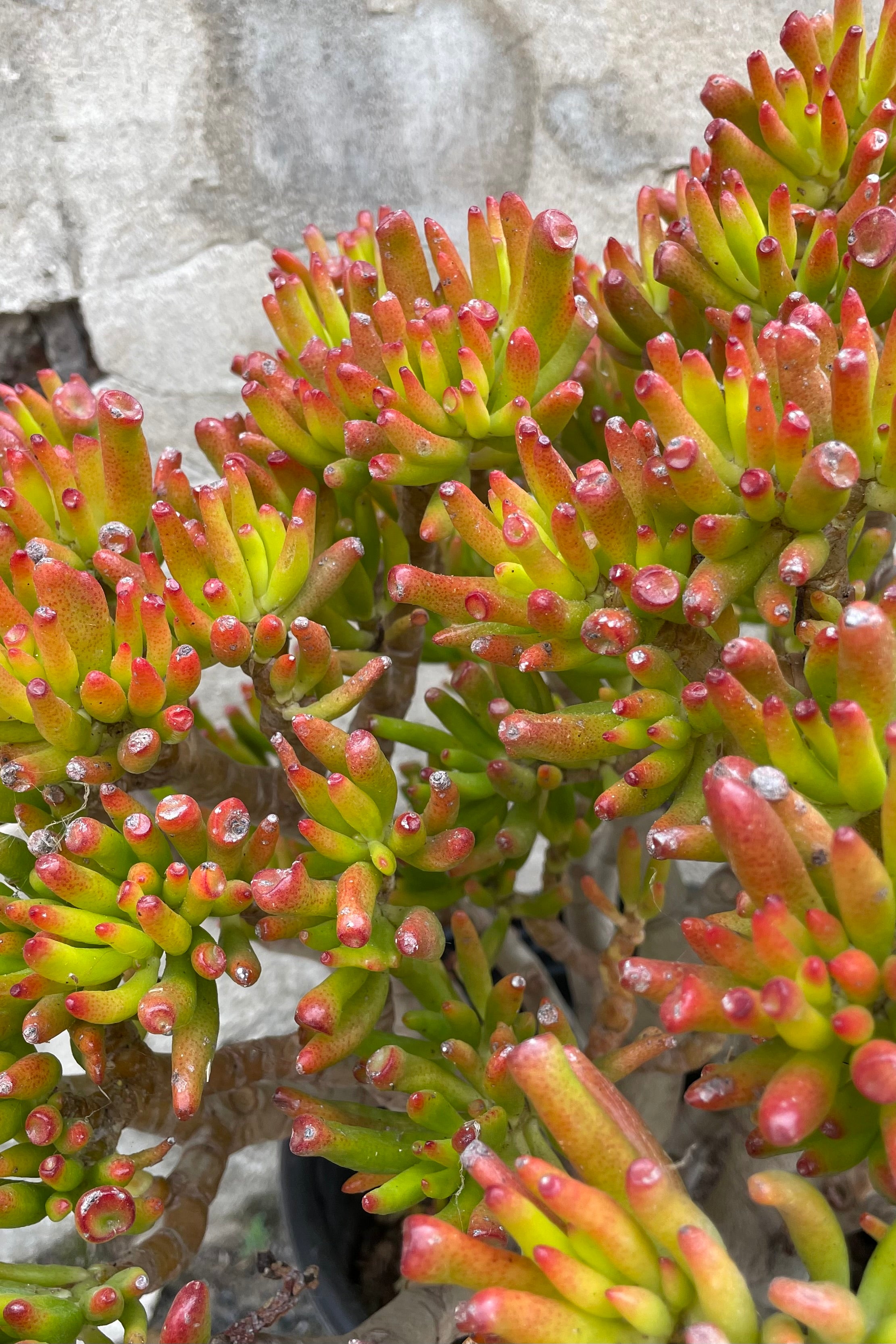 The thick tube like leaves of the Crassula 'Gollum' up close